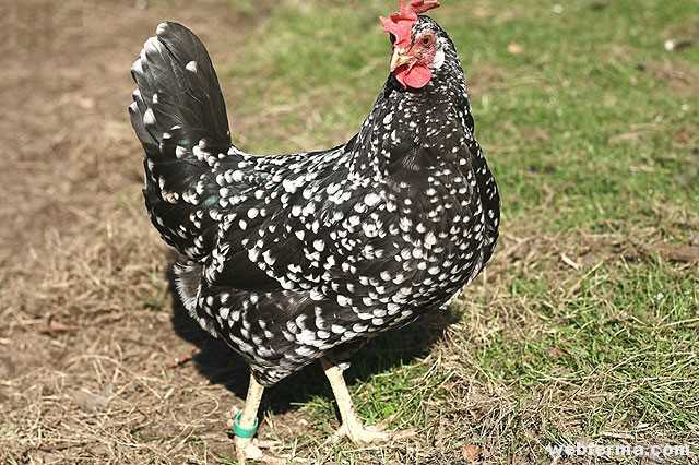 Цыпленок Анкона: характеристики, темперамент и информация о породе