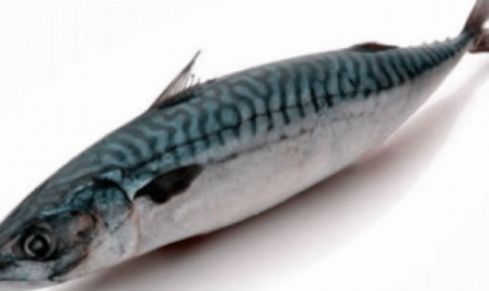 Индийская рыба скумбрия: характеристики, диета, разведение и использование