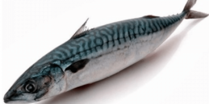 Индийская рыба скумбрия: характеристики, диета, разведение и использование