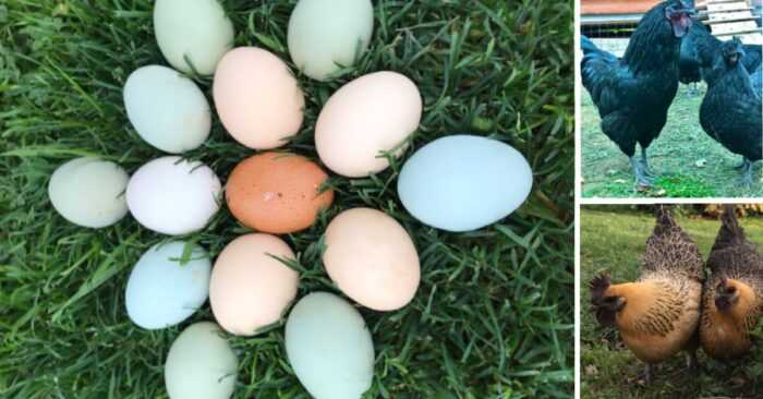 Виды кур-несушек: цветные яйца, дающие куры