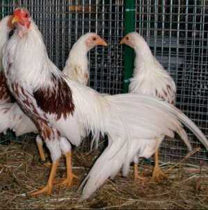 Цыпленок Йокогама: характеристики, темперамент и информация о породе