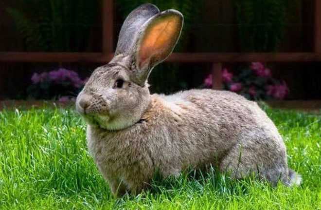 Британский гигантский кролик: характеристики, использование и информация о полной породе