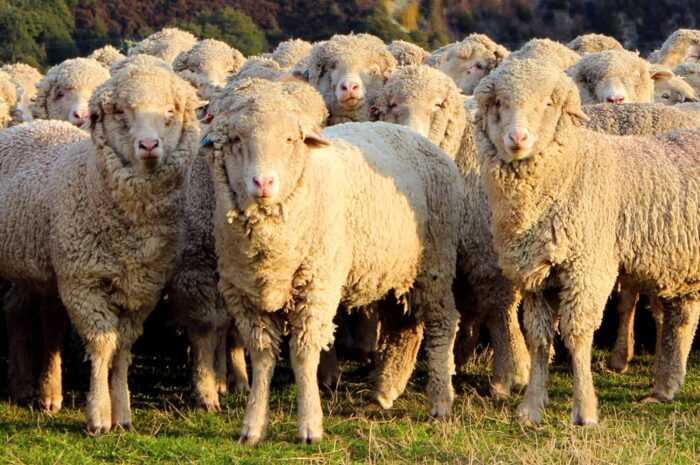 Овцы Coburger Fuchsschaf: характеристики, использование и информация о породе