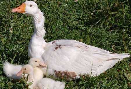Преимущества и недостатки выращивания гусей