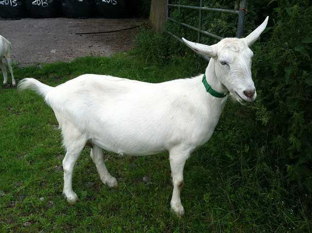 Соболиная коза: характеристики, разведение, использование и информация о выращивании