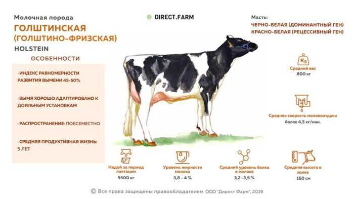 Пьемонтский крупный рогатый скот: характеристики, использование и информация о полной породе