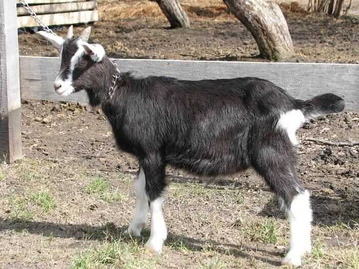 Тюрингская коза: характеристики, использование и информация о полной породе