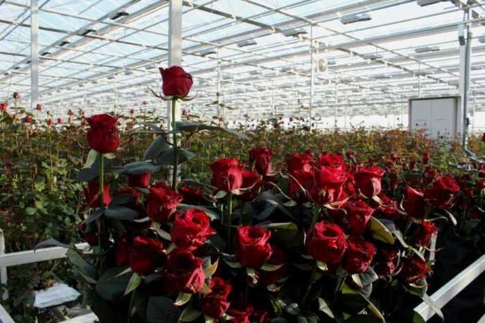 Выращивание роз: коммерческое выращивание роз для начинающих