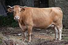 Крупный рогатый скот Rubia Gallega: характеристики и информация о породе