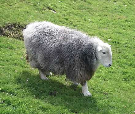 Овцы лланвеног: характеристики, происхождение, использование и информация о породе
