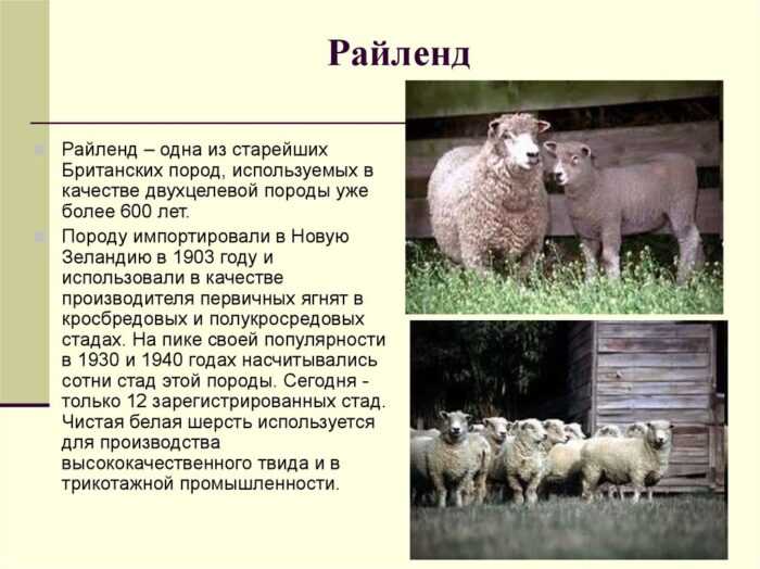 Овцы Драйсдейла: характеристики, использование и информация о породе