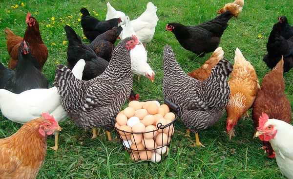 Условия содержания кур-несушек: идеальные условия для хорошего производства яиц