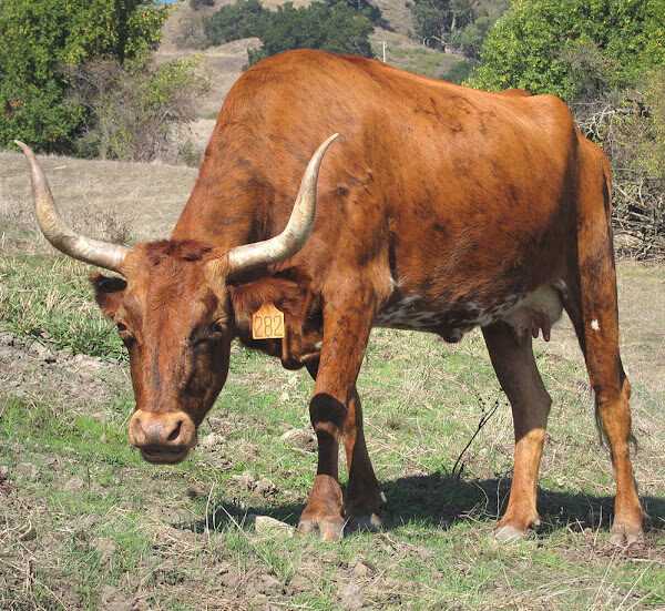 Corriente Cattle: характеристики, использование и информация о породе