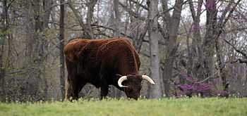Американский дойный девонский скот: характеристики и информация о породе