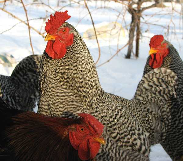 Dominique Chicken Farming: стартовый бизнес-план для начинающих