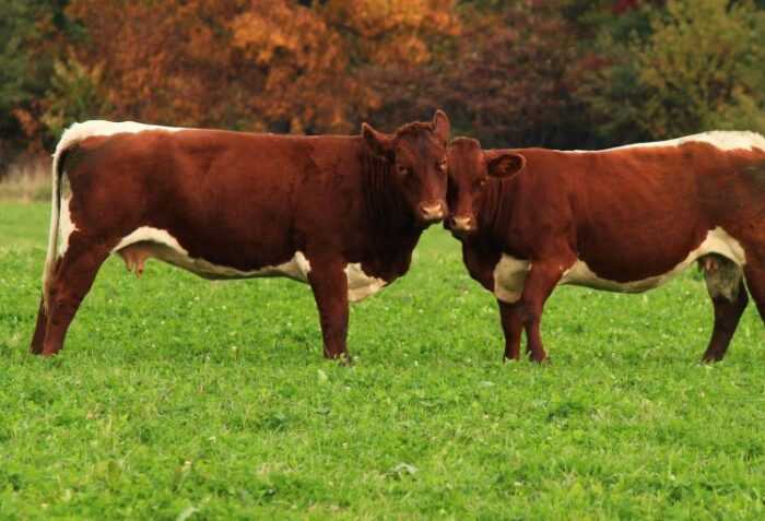 Крупный рогатый скот дханни: характеристики, использование и информация о породе