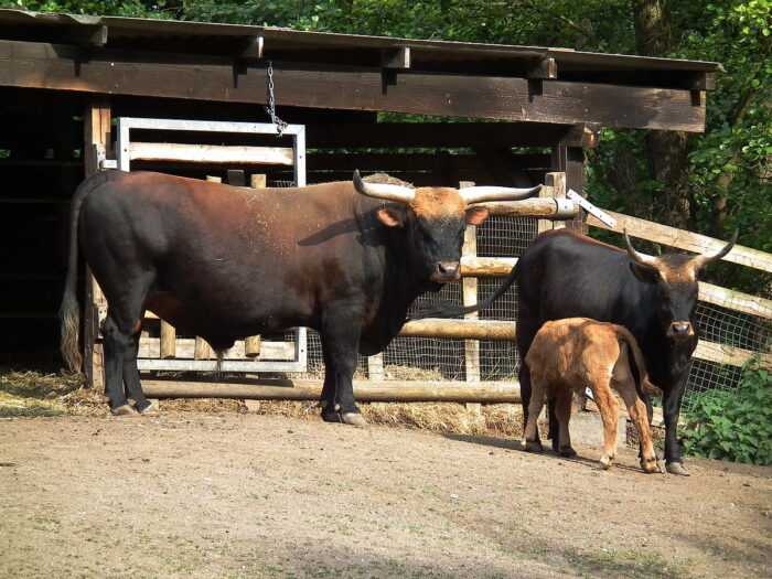 Крупный рогатый скот Южного Девона: характеристики, использование и информация о полной породе