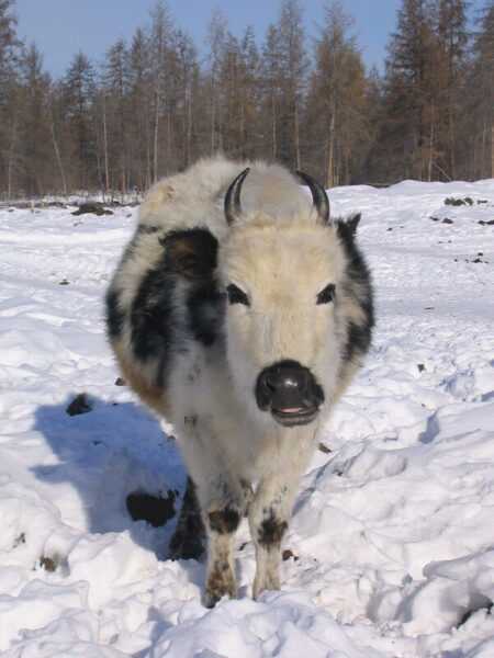 Якутский крупный рогатый скот: характеристики, использование и информация о полной породе