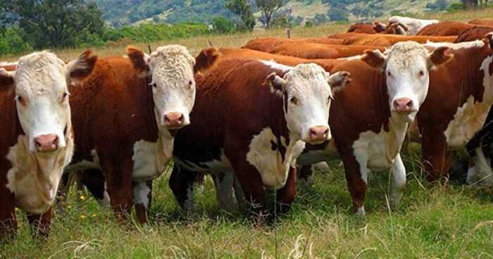 Разведение крупного рогатого скота: как разводить крупный рогатый скот (Руководство для начинающих)