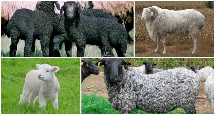 Каракульская овца: характеристики, происхождение, использование и информация о породе