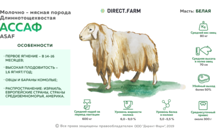 Овцы Lacaune: характеристики, происхождение, использование и информация о породе