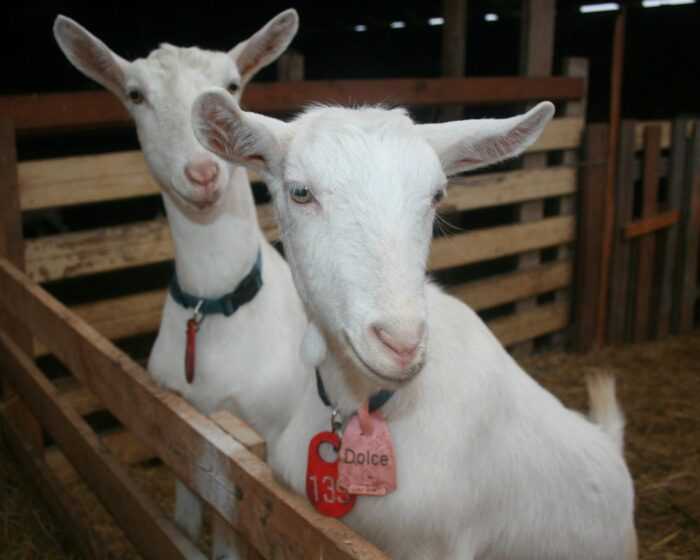 Зааненская коза: характеристики, кормление, разведение и советы по уходу
