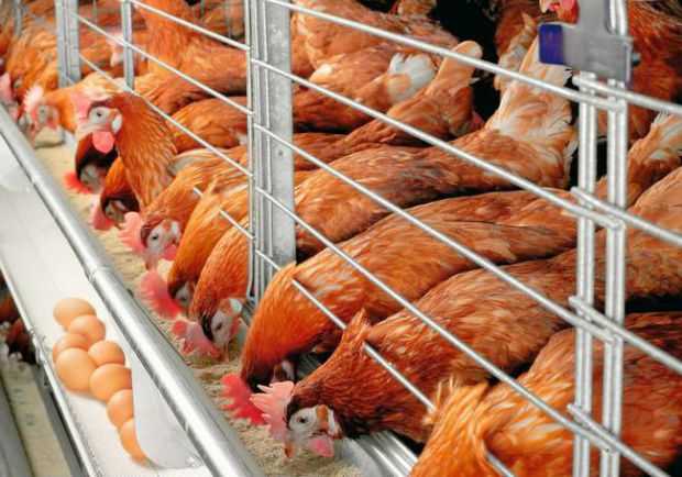 Орпингтонское куриное хозяйство: стартовый бизнес-план для начинающих
