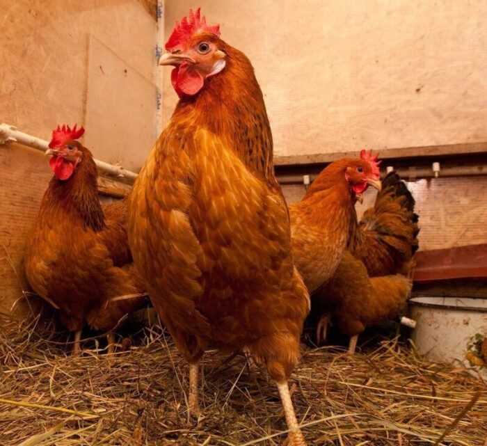 Курица с красной бритвой: характеристики, темперамент и информация о породе