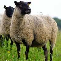 Овцы Купворта: характеристики, происхождение, использование и информация о породе