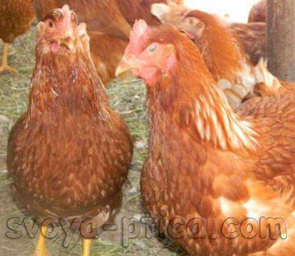 Пестрый суссексский цыпленок: характеристики, темперамент и информация о породе