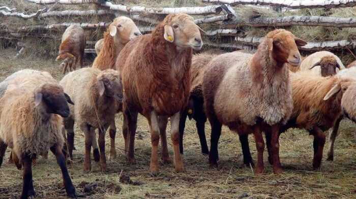 Дэйлсбред овец: характеристики, происхождение, использование и информация о породе