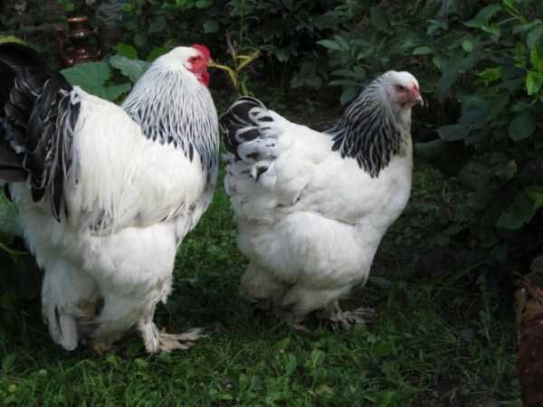 Курица Брахма: характеристики, темперамент и информация о породе
