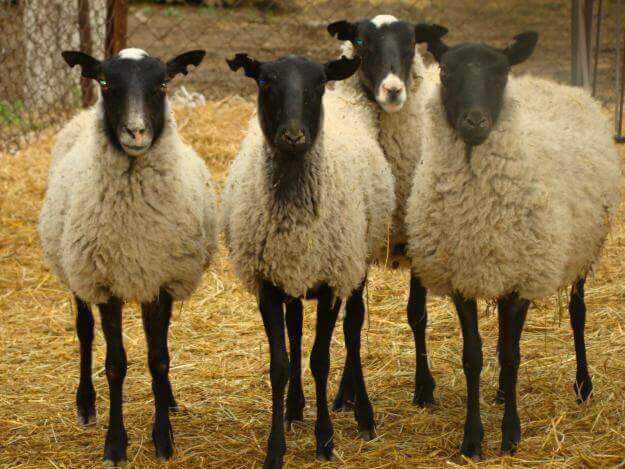 Овцы бергамаски: характеристики, использование и информация о породе