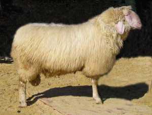 Армянские овцы из полушерстяной шерсти: характеристика и информация о породе