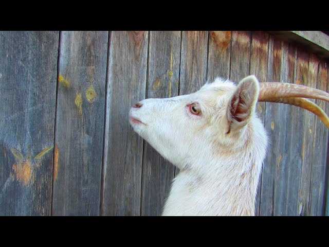 Как привлечь козу, когда она убегает: поймать сбежавшую козу