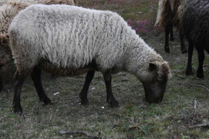 Североевропейские короткохвостые овцы: полная информация о породе