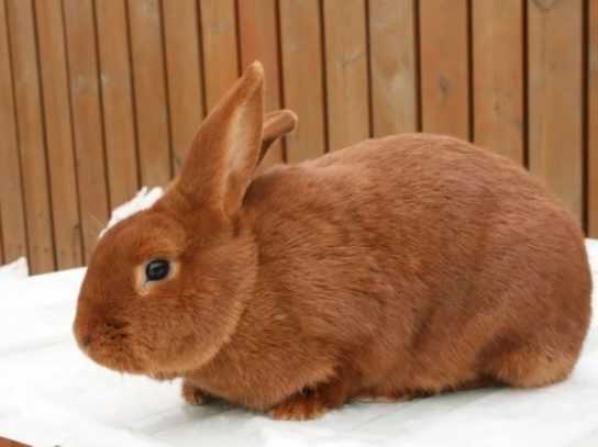 Кролик трианта: характеристики, происхождение, использование и информация о полной породе