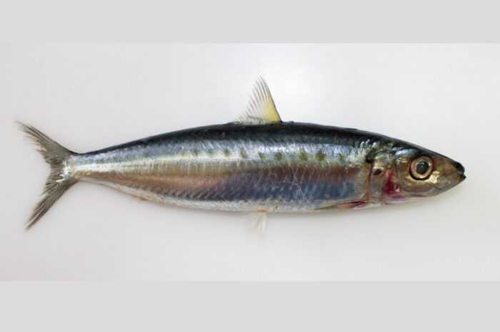 Золотисто-полосатая рыба сардинелла: характеристики, диета, разведение и использование