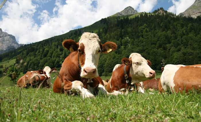 Боранское животноводство: стартовый бизнес-план для начинающих