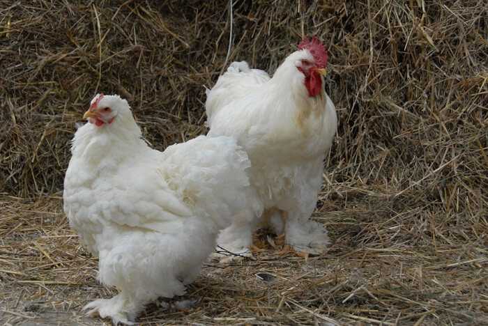 Курица Кочин: характеристики, темперамент и информация о породе