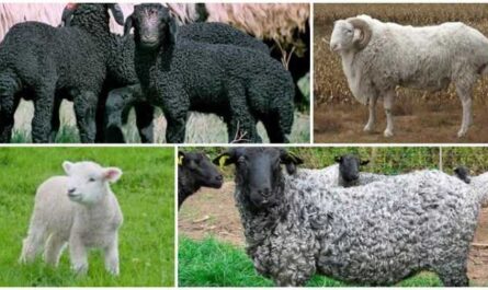 Овцы караяка: характеристики, происхождение, использование и информация о породе