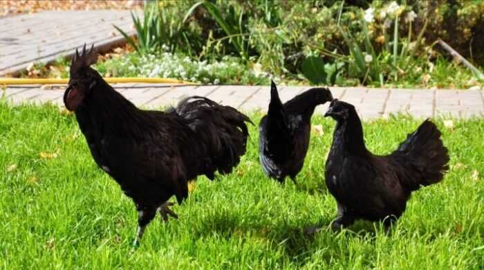 Черная испанская курица с белой мордой: характеристики и информация о породе