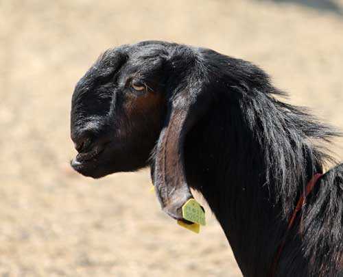 Дамасская коза: характеристики, использование и полная информация о породе