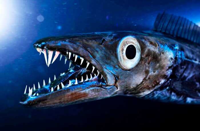 Рыба Мадейры Сардинелла: характеристики, диета, разведение и использование