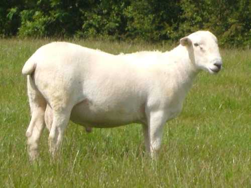Уилтширский рогатый овец: характеристики, происхождение и информация о породе
