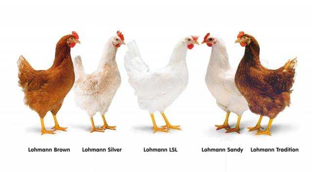Курица Ламона: характеристики, темперамент и информация о породе