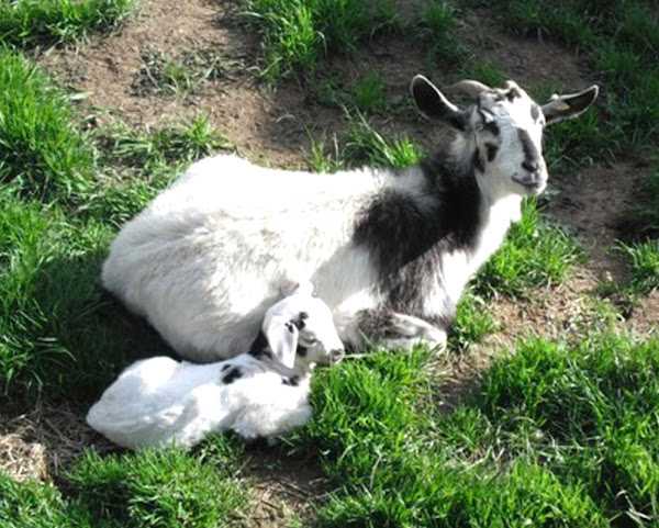 Kiko Goat Farming: стартовый бизнес-план для начинающих