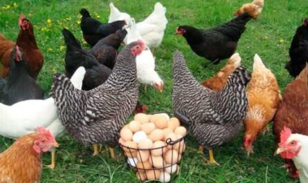 Цыпленок пасхального яйца: характеристики, темперамент и информация о породе