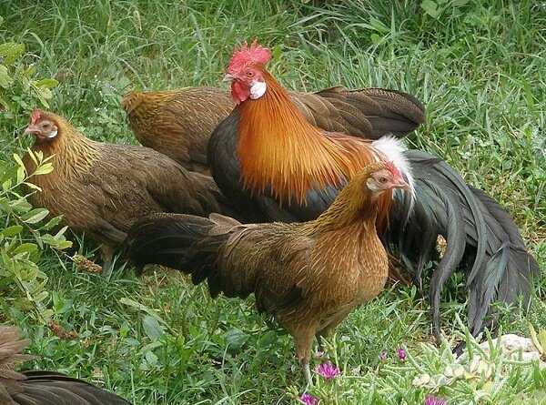Порода цыплят Феникс: характеристики, темперамент и информация о породе