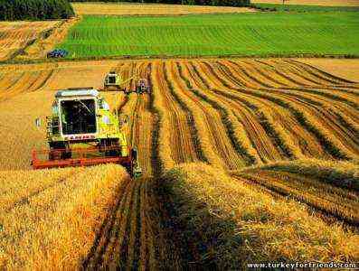 Фермерство в Турции в Индии: руководство по началу прибыльного бизнеса